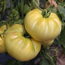 35 Graines - Tomate Blanche White Beauty - Ancienne - Semences Paysannes - BIO