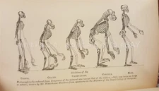 1896 antique MAN'S PLACE IN NATURE anthropological EVOLUTION huxley ILLUS