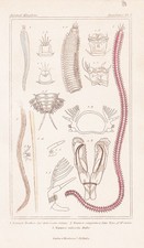 Eunice Worms worms Annelides Zoology Lithograph Cuvier 1834
