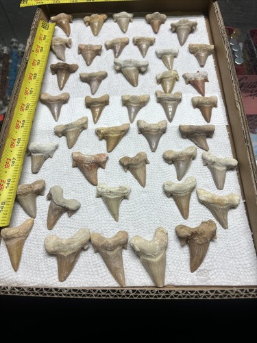 40 Pclot Otodus Obliquus FOSSIL SHARK Tooth 60 Million Years 1 1/2” Average - Picture 1 of 6