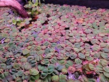 Red Root Floater Phyllanthus Fluitans - 5 Pack