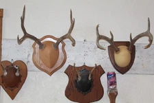 Whitetail Mule Deer Mounts Taxidermy Skull Antler Hunt Rack Log Cabin Wall Decor