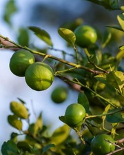 30+ Dwarf Lime Tree Seeds for Planting | Fast Shipping
