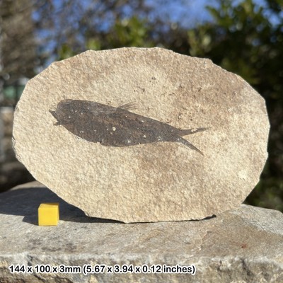 Knightia Alta Fish Fossil in Matrix USA Eozän 100 % echtes Exemplar FST415