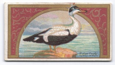 1889 Allen & Ginter Game Birds Eider Duck