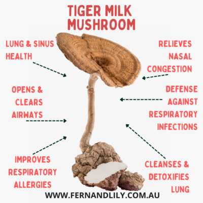 Tiger Milk Mushroom 1000mg Per Serving &ndash; High Strength 30