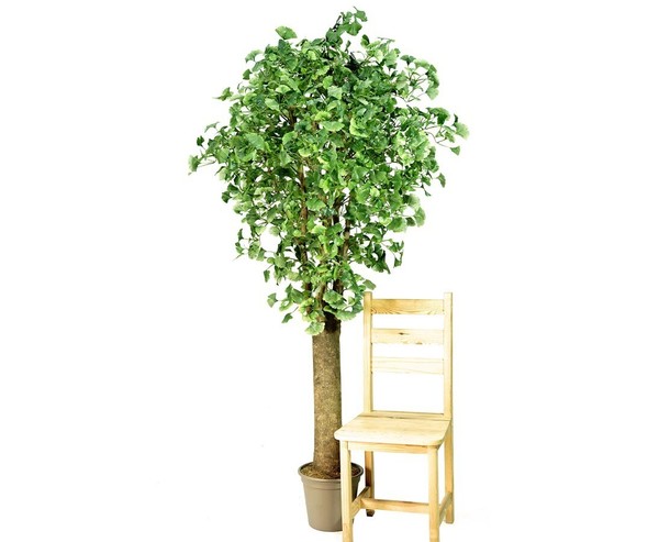 Ginkgo Kunstbaum 200Cm Mit 12Cm Dickem Stamm Und 1456 BläTter Von Ibizanos-image