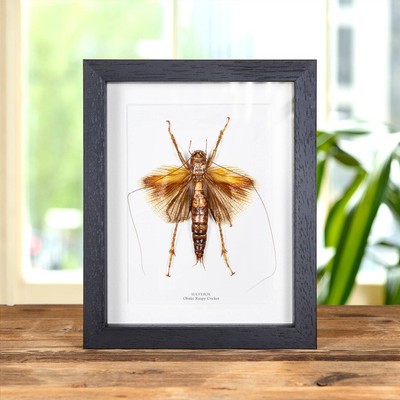 Taxidermy Rare Monster Predatory Obake Raspy Cricket Frame (Sia ferox)