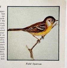 Field Sparrow Bird Print 1931 Blue Book Birds Of America Animals Art PCBG21B