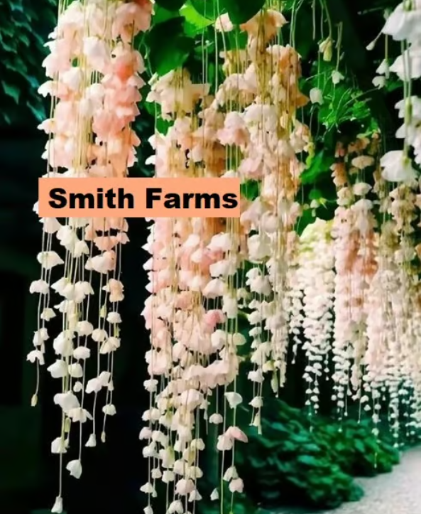 30 Peach Weeping Begonia Seeds for Stunning Hanging Baskets