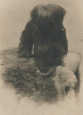 SHIH TZU ON FUR DOG STUDIO PHOTO RPPC POSTCARD