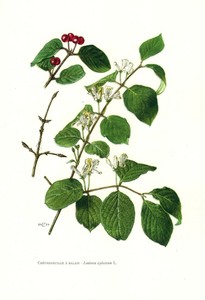 Fly-Honeysuckle-Lonicera-Xylosteum-Vintage-Botanical-Lithograph-Print-1959