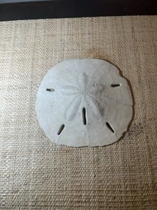 Large Natural Sand Dollar Sea Shell 5in Beach Decor Crafts