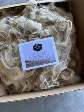 All Natural Raw Wool From Our Scottish Blackface sheep In Sw Virginia