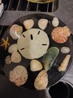 Sea Shell Sand Dollar Beach Resin Trivet Coastal Florida VTG Retro Decor 70s — photo 1