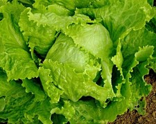 Batavia Salat "Blonde de Paris"  Samen, Kreuzung aus Kopf- und Eisbergsalat