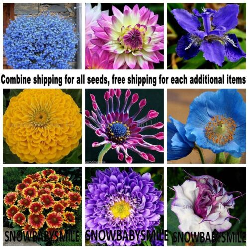 100 Grams Flower Seeds Perennial / Annual Plant Garden Bonsai Wholesale Seeds - Afbeelding 1 van 32