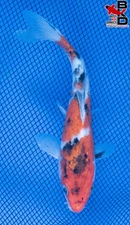 7" SANKE Live Koi Fish Garden Pond 9/28