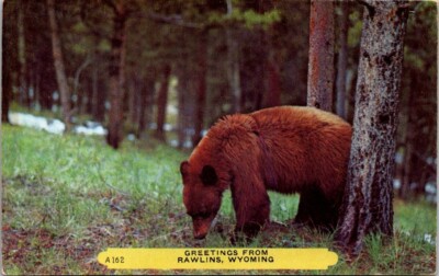 Rawlins WY Greetings Brown Bear Forest Trees Wyoming postcard PQ1