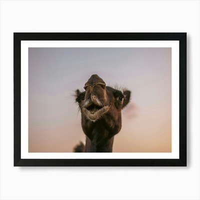 Kamele Kuss Nahaufnahme - Al Wathba Abu gerahmtes Wandbild Poster Leinwanddruck Bild