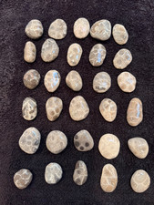 Unpolished Petoskey Stone Lot Only Michigan Rocks Fossil Coral Great Lakes Beach
