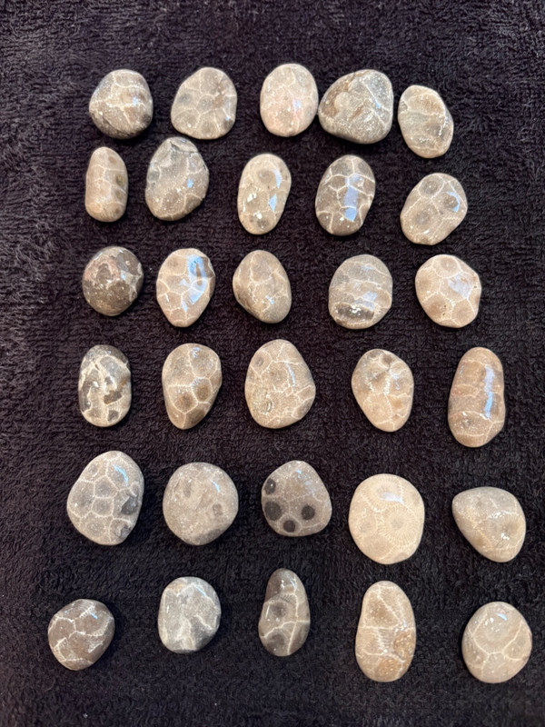 Unpolished Petoskey Stone Lot Only Michigan Rocks Fossil Coral Great Lakes Beach
