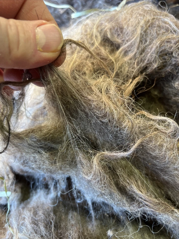 Icelandic fleece Ewe RAW 1 1/2 lbs as shown - Image 4 of 4