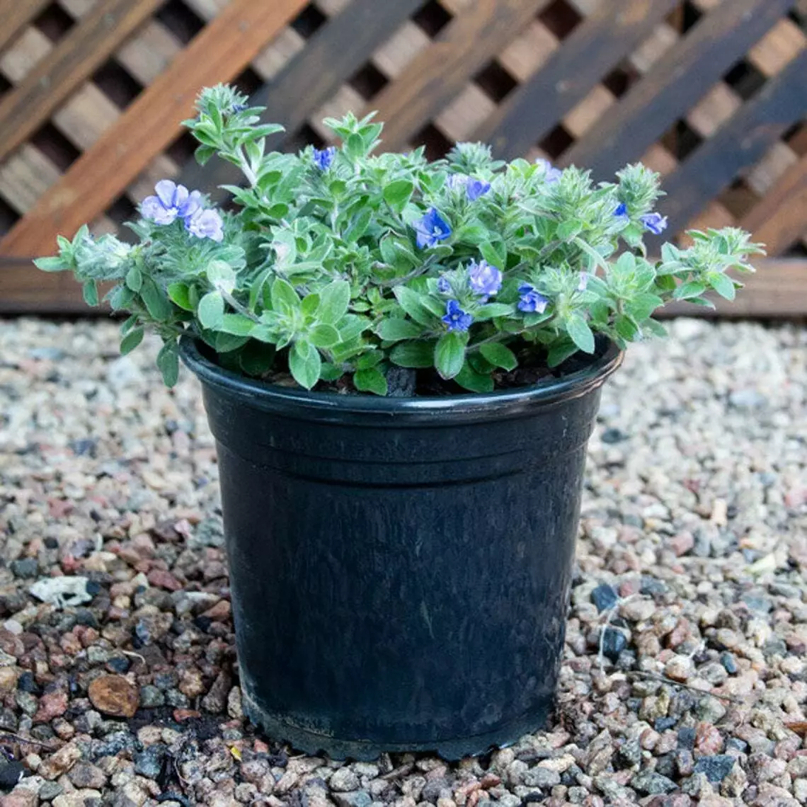 Blue My Mind Dwarf Morning Glory Evolvulus Hybrid eBay