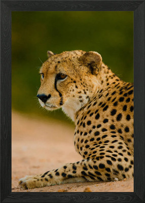 Gepard gerahmtes Wandbild Poster Leinwanddruck Bild