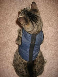kitty holster cat harness