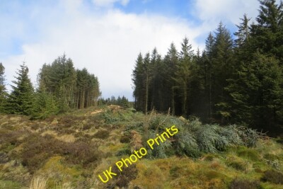 Foto 6x4 Fällung, Wauchope Wald Kalkofen Rand zwei Ladungen Holz hatte c2015
