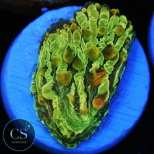 CS ORANGE TIP DIASERIS PLATE - WYSIWYG LIVE CORAL