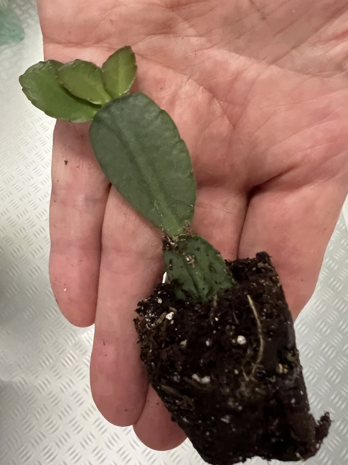Root A Spring Cactus Easter Cactus Spring Sunrise Dark Pink Rooted Rhipsalidopsis Hatiora | eBay