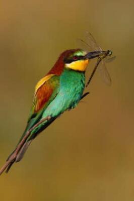 Wandbild: Europäischer Bienenfresser, Merops apiaster, sitzt auf einem [...]