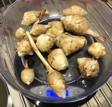 Early Dwarf Sunray Organic Sunchoke / Jerusalem Artichoke - Helianthus tuberosus