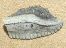 Serrated Tooth of Caboniferous fish, Ctenoptychius lobatus, Kaluga reg, Russia