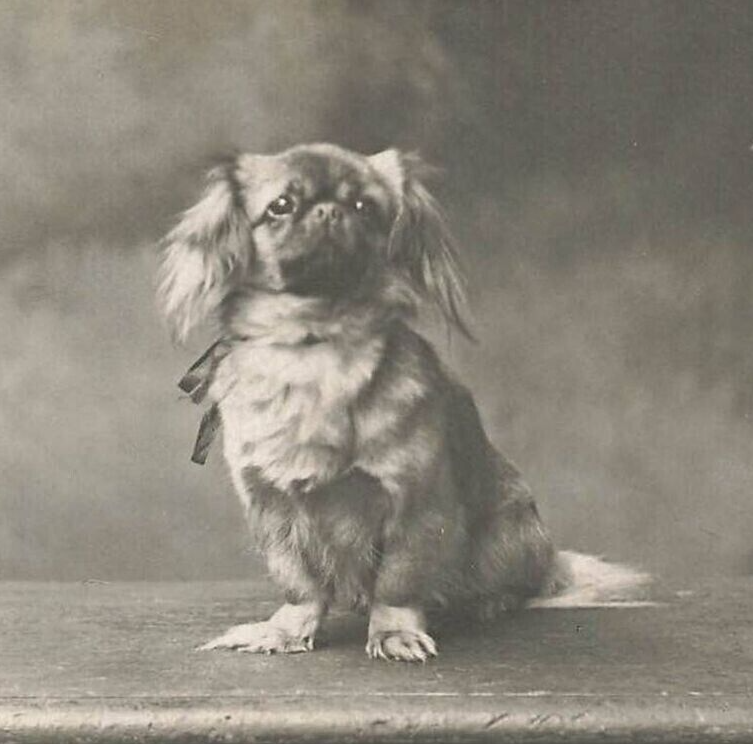 Pekingese Maltese Tibetan Spaniel Maltese Pekingese Retailer