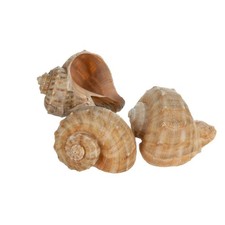 Hermit Crab Shells Shells for Hermit Crabs 3 Rapana Shells 2"3" Opening...