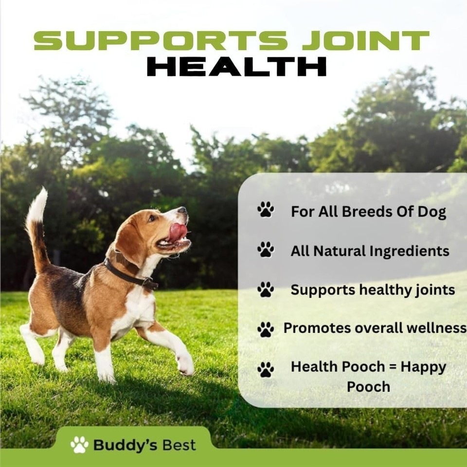 Canine Joint Pain Relief Without Surgery photo