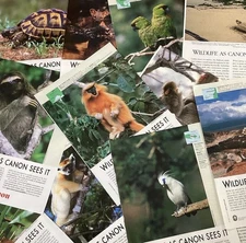 Vintage Camera Canon Wildlife Photograph Print Ads Lot Of 25 Color Original 7x10