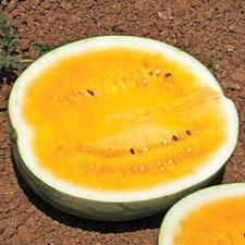 10 Mountain Sweet Watermelon Seeds - ORANGE ---Heirloom - NON GMO --------- RARE
