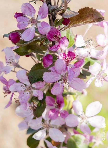 Malus transitoria Appletini pour fleurir votre terrasse et balcon en ville