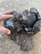 1715 Treasure Fleet Shipwreck Recovered Large Iron Cannonballs Lot Of 2