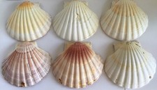6 Large Scallop Seashells 4" Natural Beach Decor Baking Craft from France