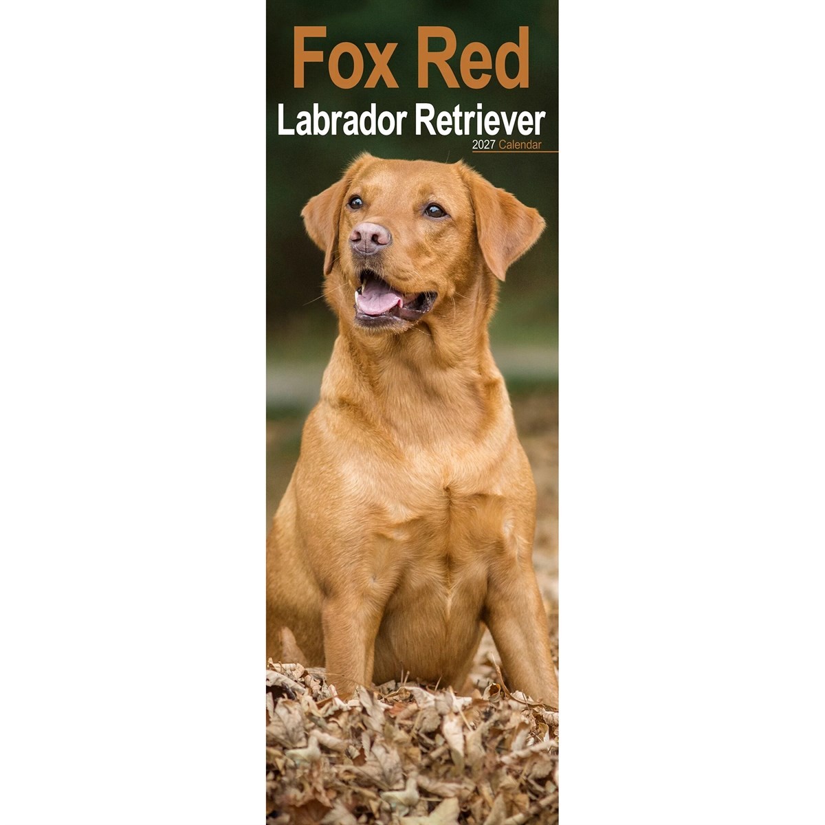Fox Red Labrador Retriever Slim Calendar 2027, Wall Calendars, Gift