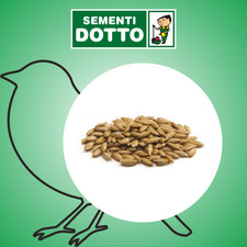 Bonus Semi di Scagliola 1KG Mangime per uccelli (Sementi Dotto)