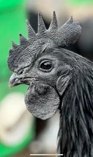 8+ Ayam Cemani Hatching Eggs! RARE High Quality! Ships fast!