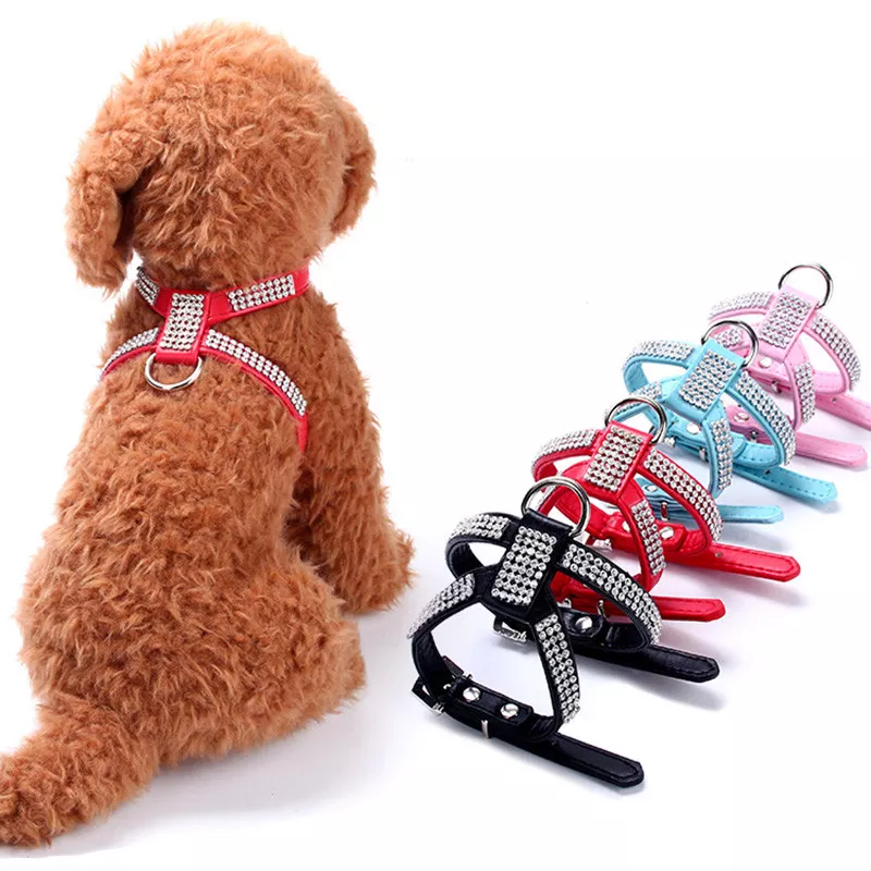 Teacup clearance yorkie collars