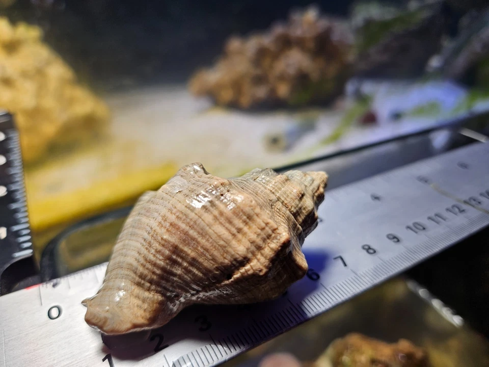 SUPER PAQUETE: 5 GRANDES limpiadores cangrejos ermitaños rayas delgadas + paquete Chaeto gratis Foto 4 de 4