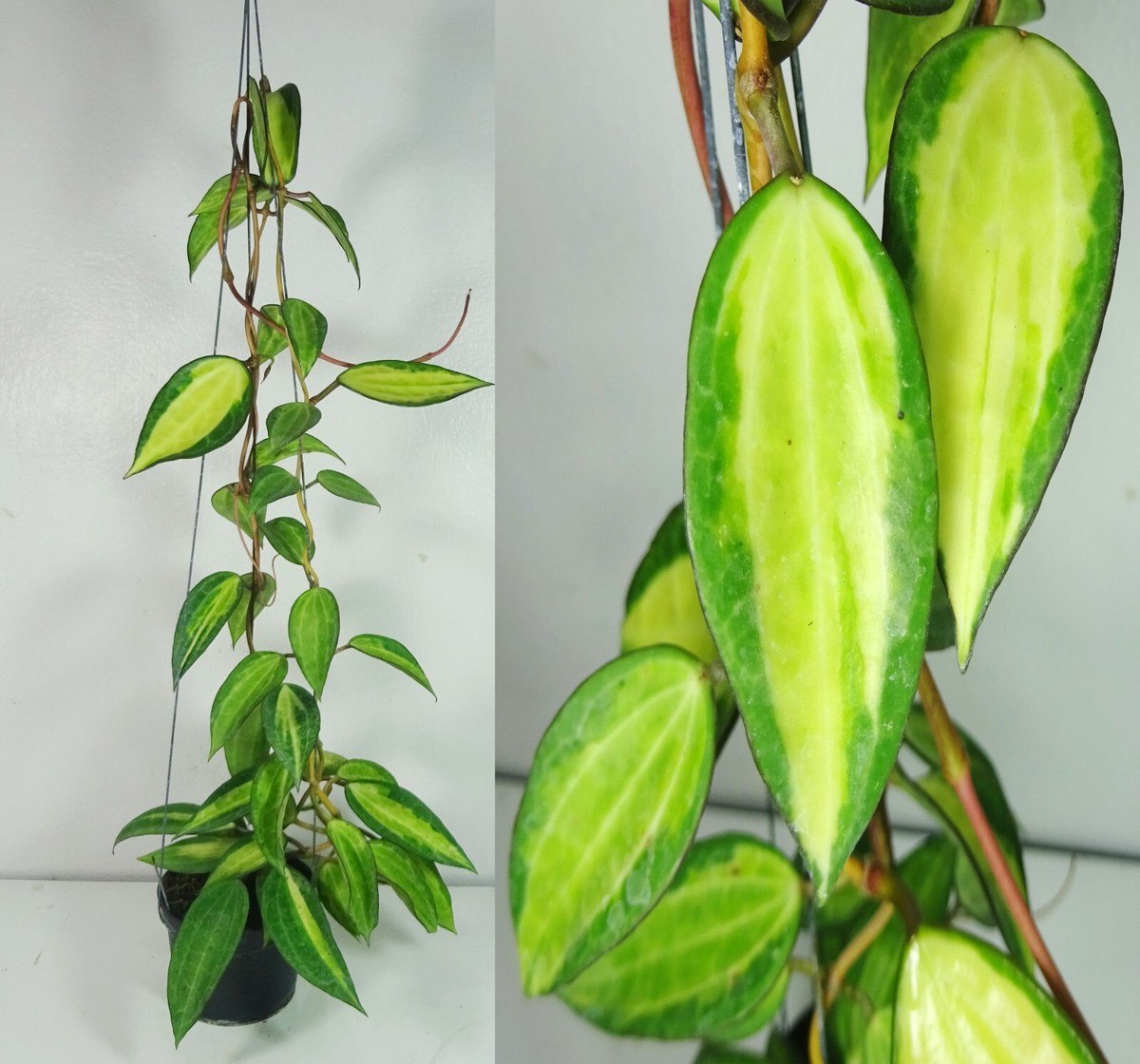 Hoya Macrophylla Pot of Gold, 17 Inches Healthy Plant, Rare | eBay